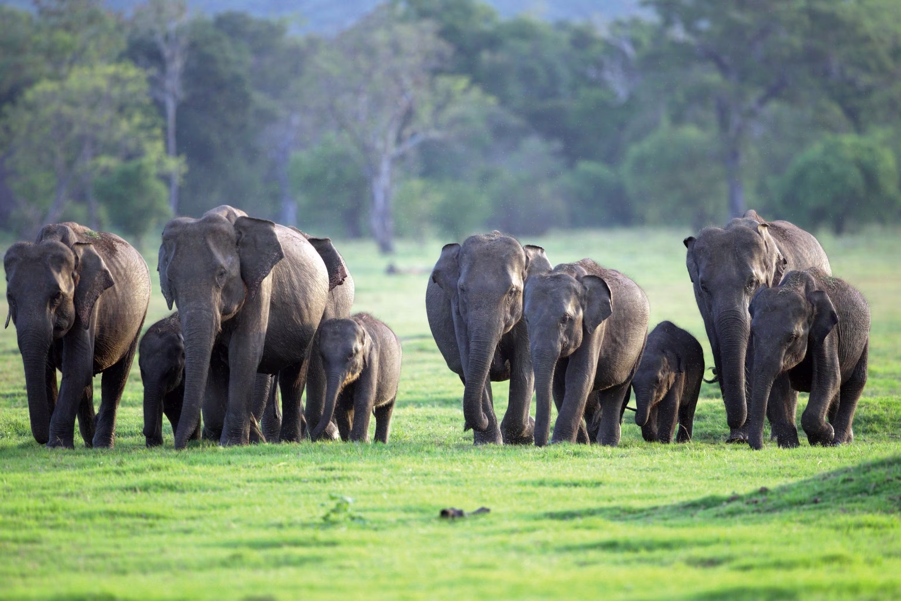 Wildlife Adventures