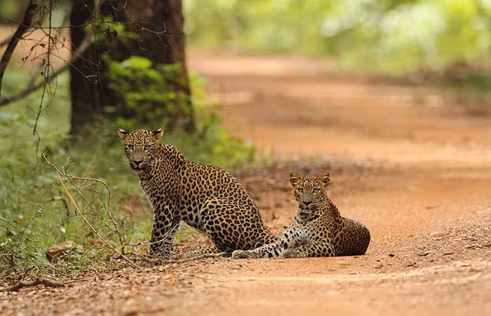 willpattu national park leopard tracking daytours in srilanka 2025