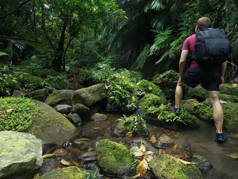 udawatta kale forest reserve in kandy srilanka daytour 2025 udawaththa kale forest reserve daytour in kandy srilanka