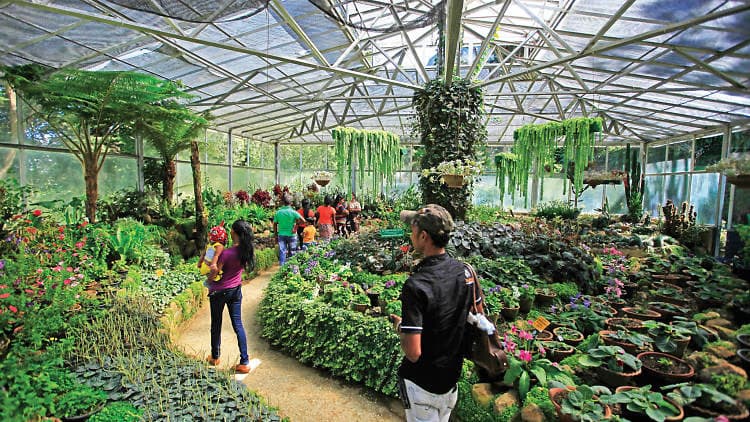 haggala botanical garden daytours in nuwaraeliya srilanka nuwaraeliya haggala botanical garden daytours in srilanka