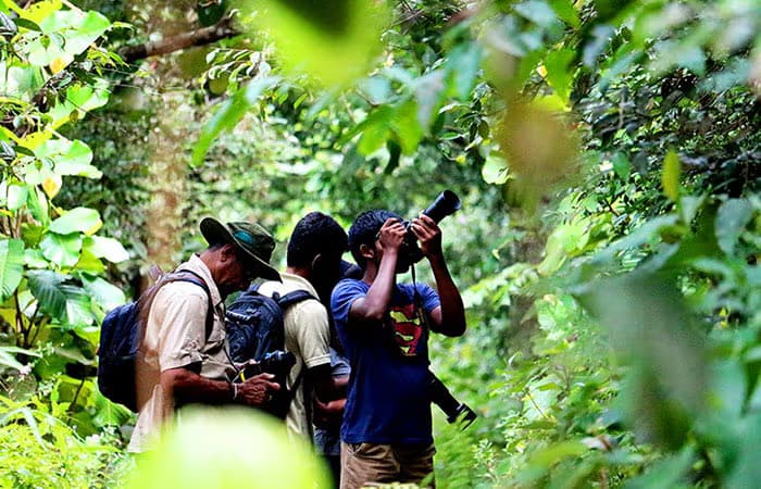 sinharaja natural rainforest brids watching in srilanka 2025 sinharaja natural rainforest brids watching in srilanka 2025