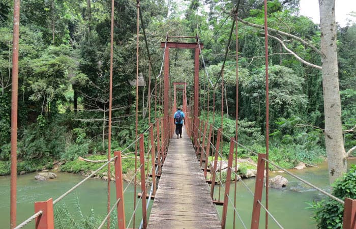 sinharaja rianforest camopy walkway daytours in srilanka sinharaja rainforest canopy walkway in srialnka 2025