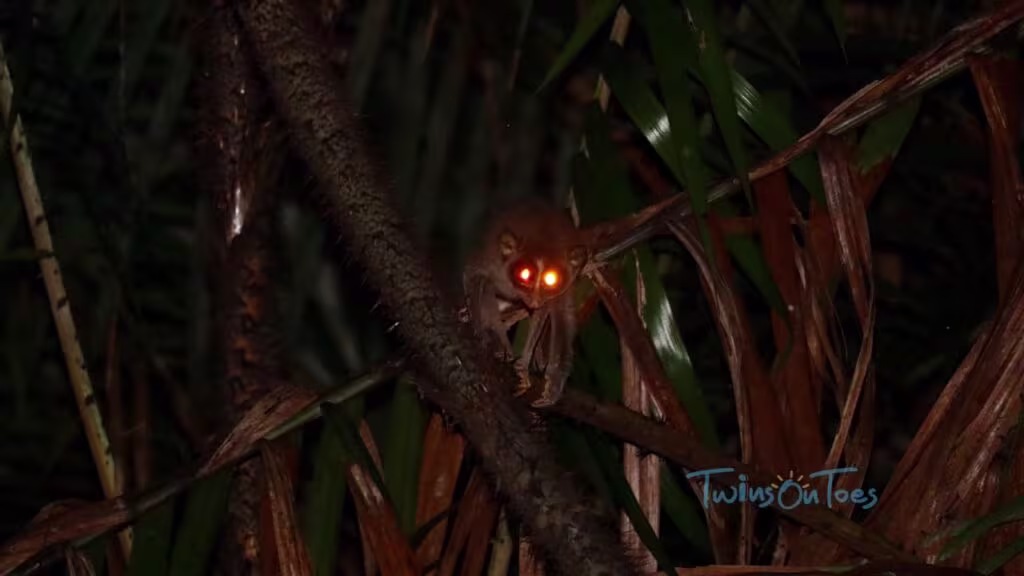 sinharaja rainforest rare birds watching tours in srilanka sinharaja rainforest night brids watching dayotours in srilanka 2025