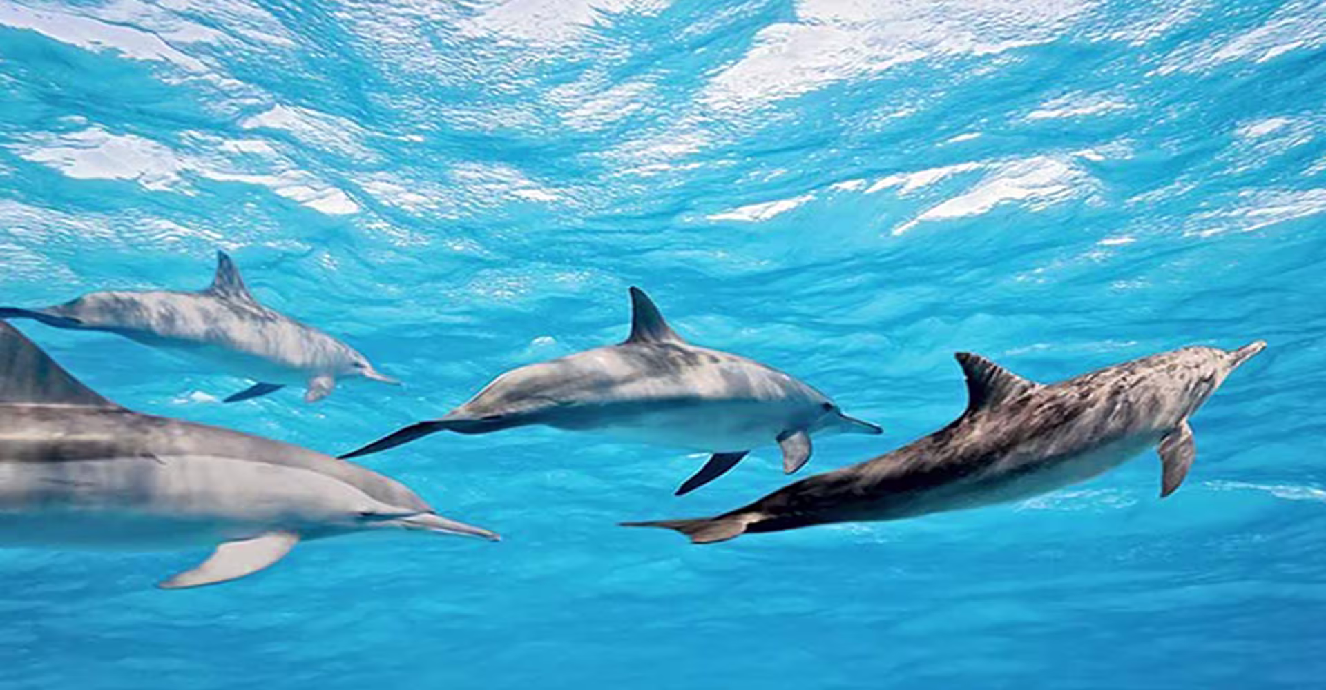 srilankan dolphins watching in daytours in mirissa dolphin watching in mirissa srilanka 2025
