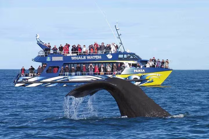 srilankan whales watching daytours in mirissa whale watching in mirissa srilanka 2025