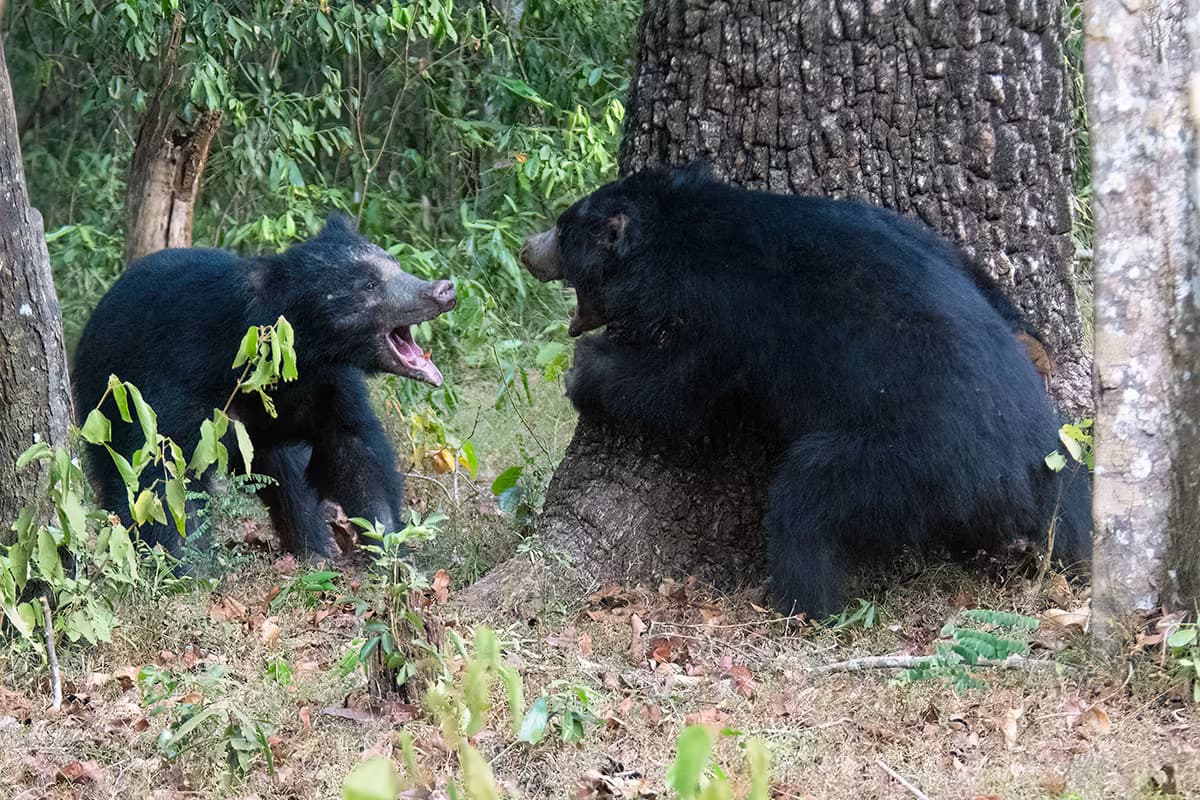 willpattu national park bears watching in srilanka daytours 2025 bears in willpattu national park daytours in srilanka 2025