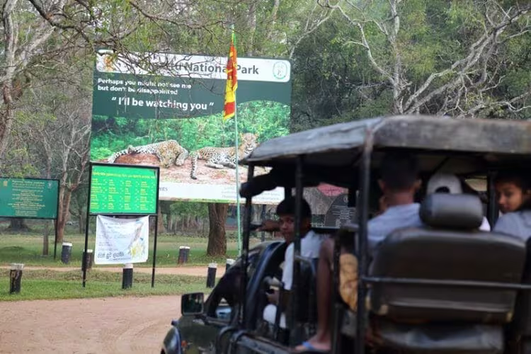 evening jeep safari in willpattu national park srilanka 2025 evening willpattu national park safari in srilanka 2025