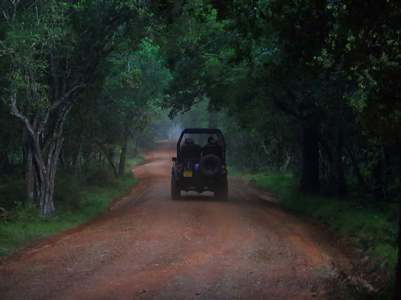 morning jeep safari in willpattu national park srilanka 2025 morning willpattu national park safari in srilanka 2025