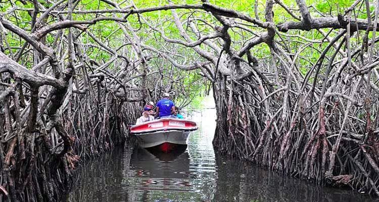 bentota river lagoon boat safari in srilanka 2025