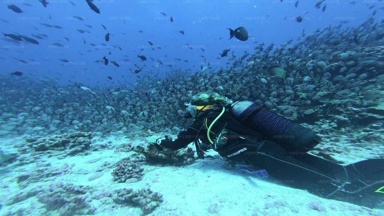 bentota scuba diving in srilanka 2025