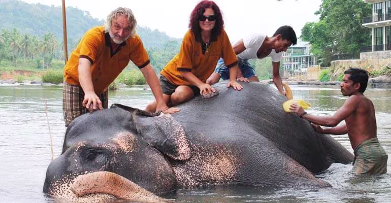 pinnawala elephants river bathing experience in srilanka 2025
